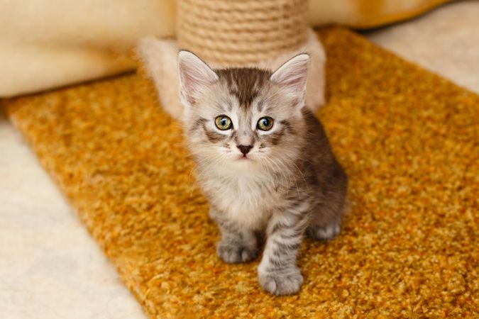 Cute small grey cat standing in front of scratcher