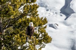 American bald eagle in the northernmost Wyoming reaches of Yellowstone National Park 5RVMA5