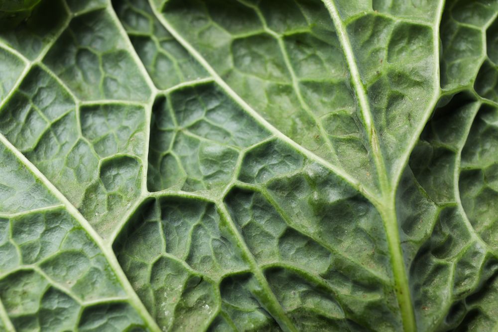 Cabbage texture on plain background, close up