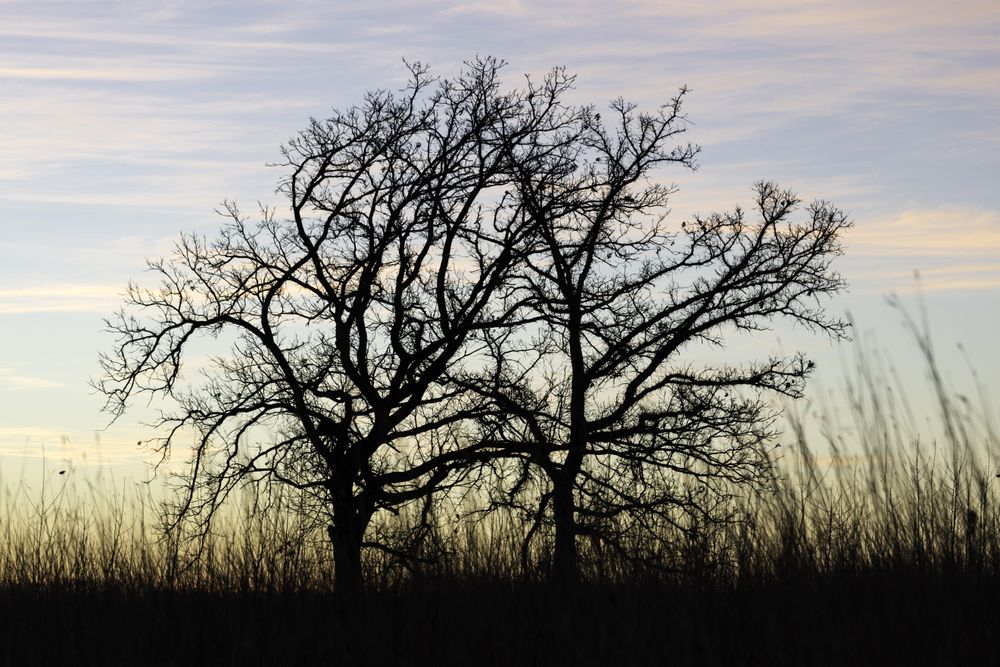 Outline of a tree during a winter sunset