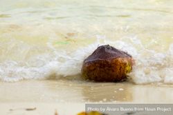 A coconut is washed away by sea waves onto the coral sand beach at Pulau Poya, Togian Islands 49PZy5