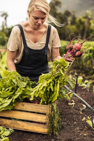 Organic farmer arranging fresh vegetables into a crate on her farm