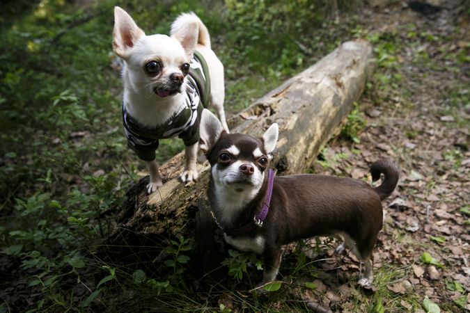 Two Chihuahuas in forest setting