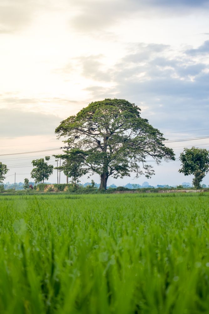 Tree in grassy field on overcast day