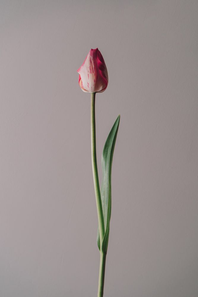 Single tulip on cream background