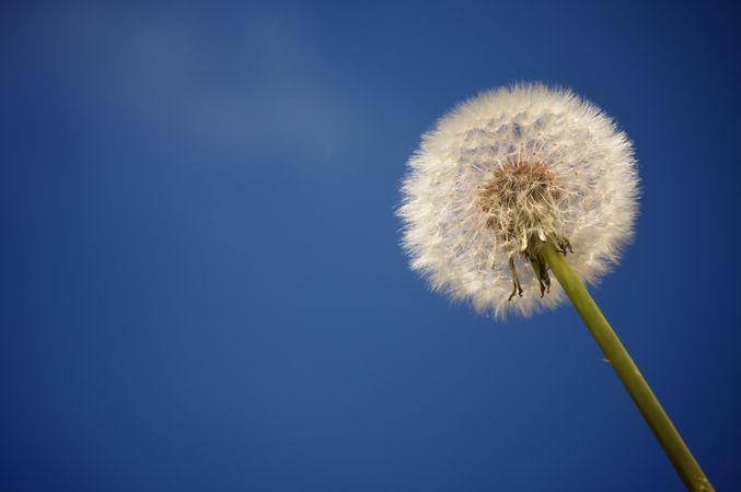 Dandelion Against Deep Blue Sky