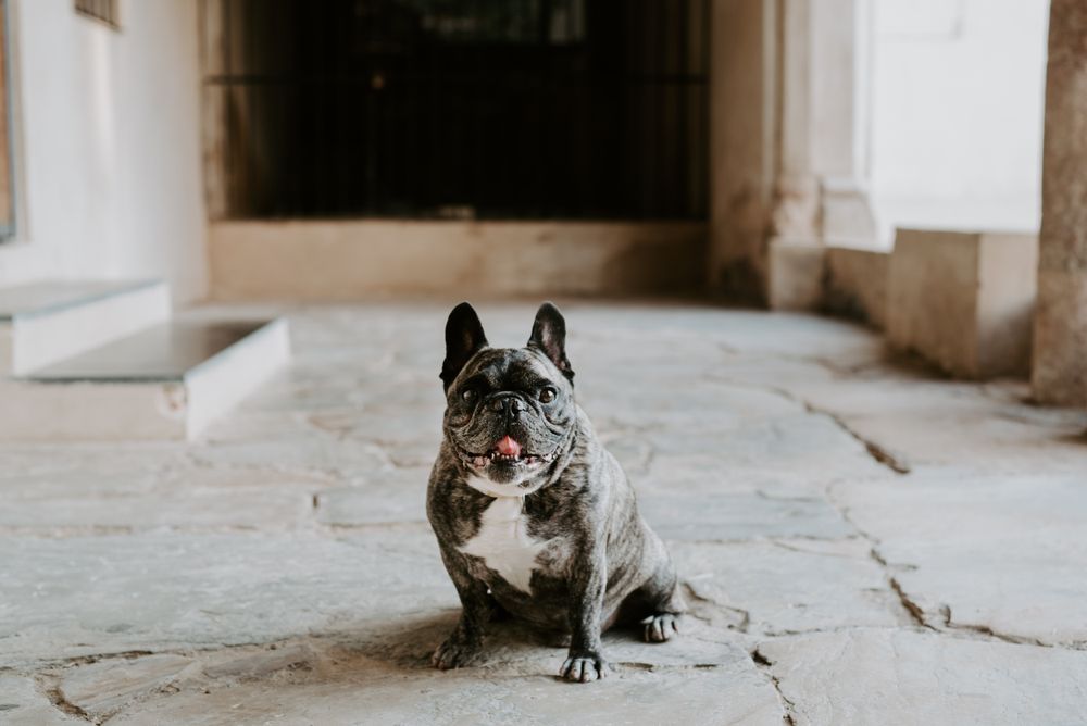 Adult bulldog on street