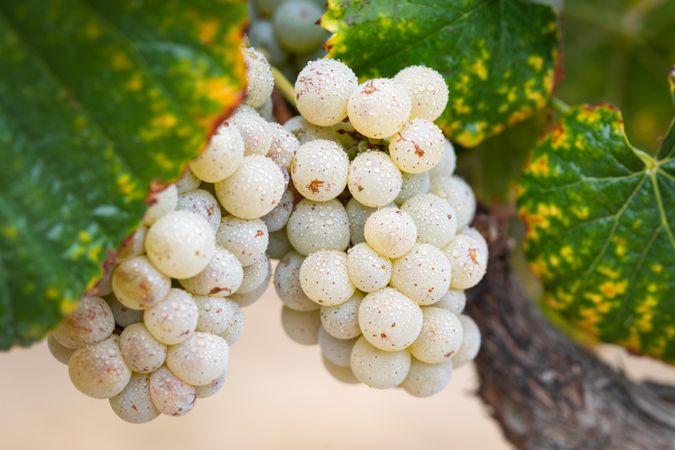 Vineyard with Lush, Ripe Wine Grapes on the Vine Ready for Harvest