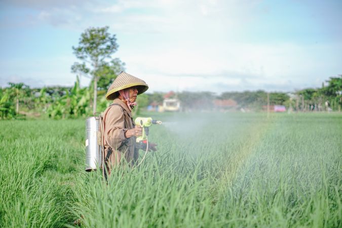 Asian male farmer spraying pesticide on rice green field