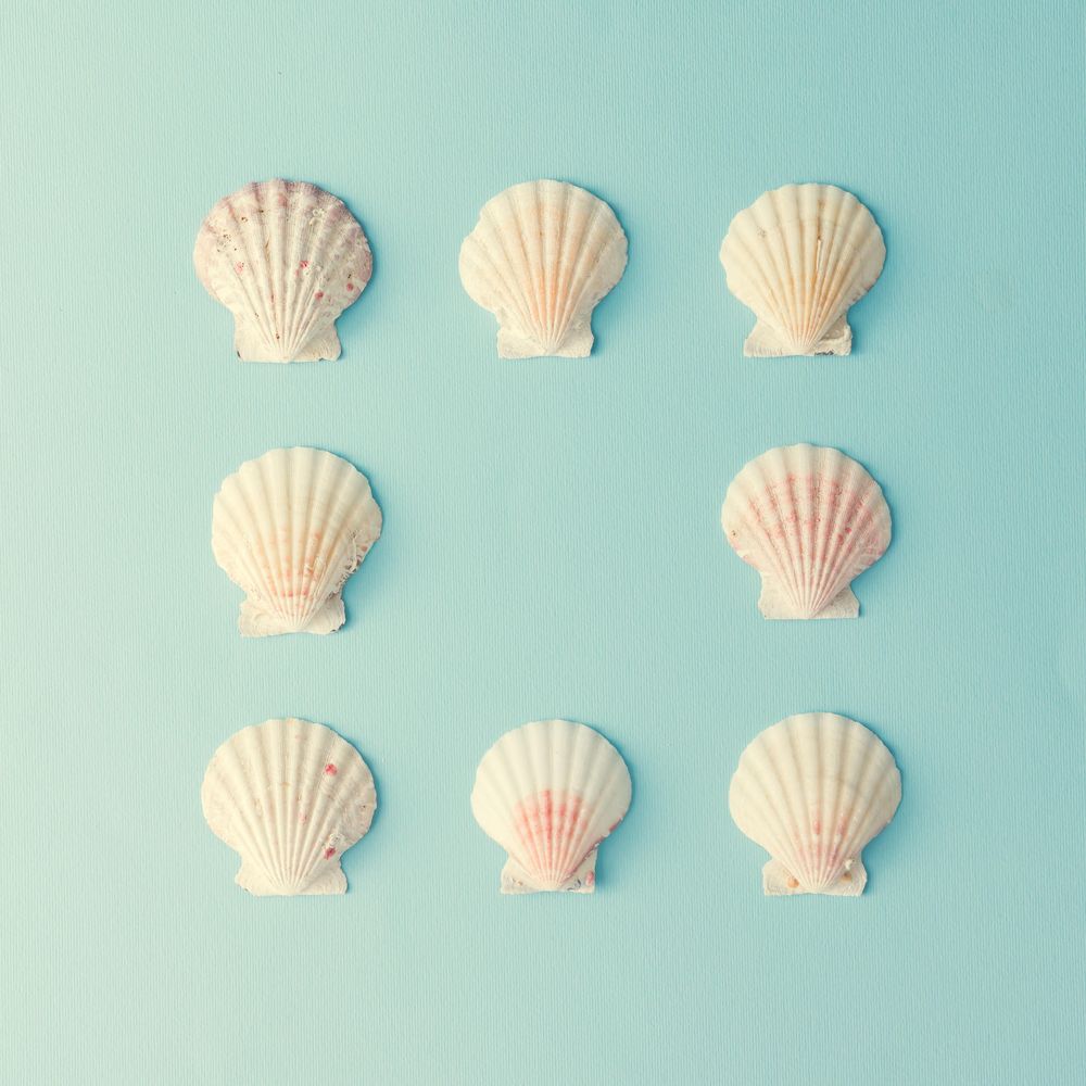 Seashell pattern on  pastel blue background