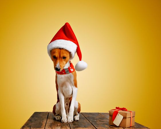 Dog in festive Santa hat and scarf sitting on wooden table with present on yellow background