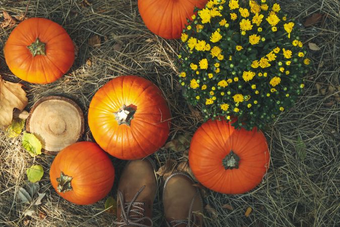 Autumn concept with pumpkins, chrysanthemums and boots outdoor