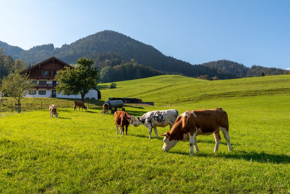 Cows grazing at a bavarian farm in an alpine scenery, on a sunny day in September