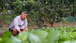 A mature farmer looks proudly at the camera in the vegetable field.