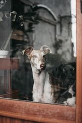 Cute dog behind window