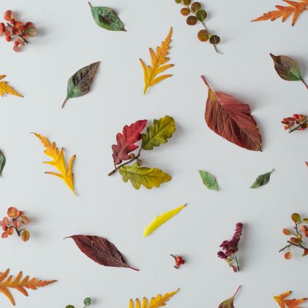 Autumn leaves and branches on light table background