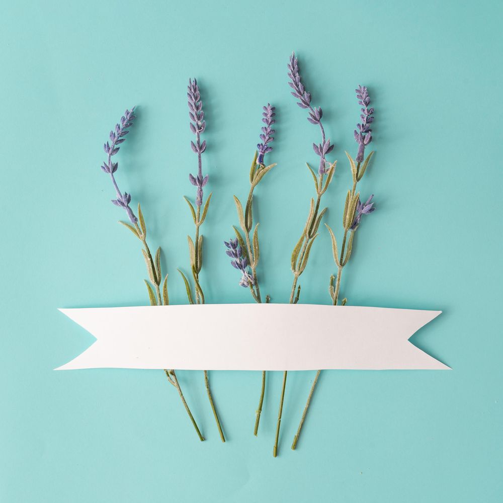 Spring composition made with lavender flowers on bright blue background