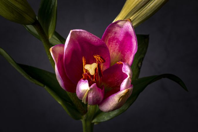 Inside of tulip flower with stigma