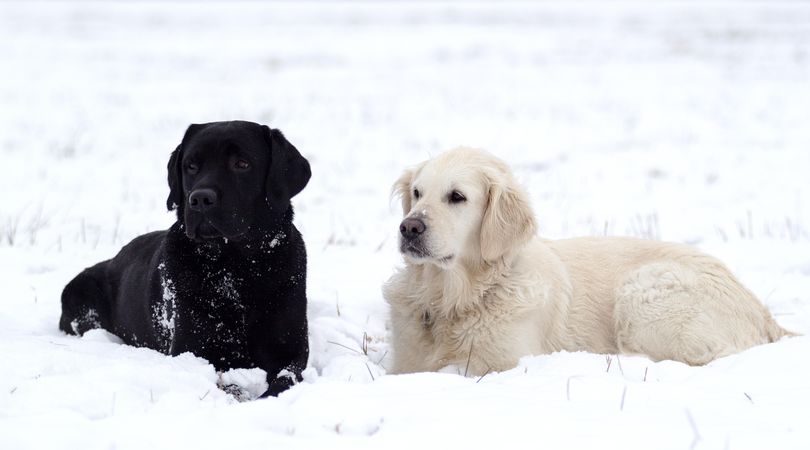 Two Labrador retrievers on snow covered ground