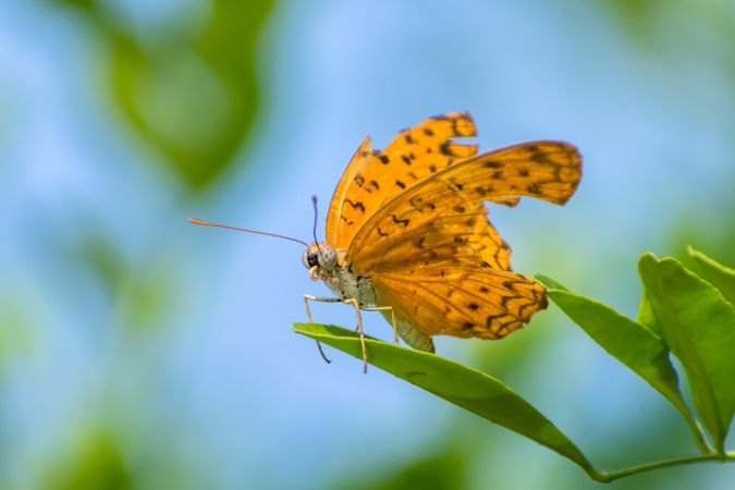 A beautiful orange Common Leopard Butterfly perched on a leaf at a park in Mumbai, India