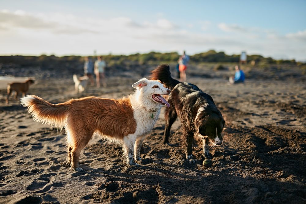 Dogs running near waving sea