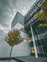 Single tree next to a modern silver building