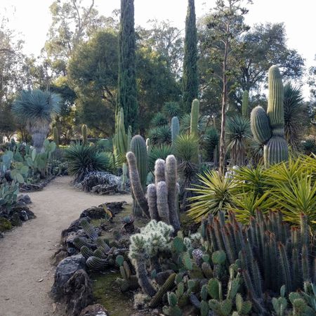 Cacti and succulent garden, square crop