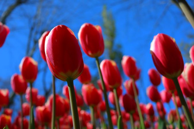 Red tulips field outdoor