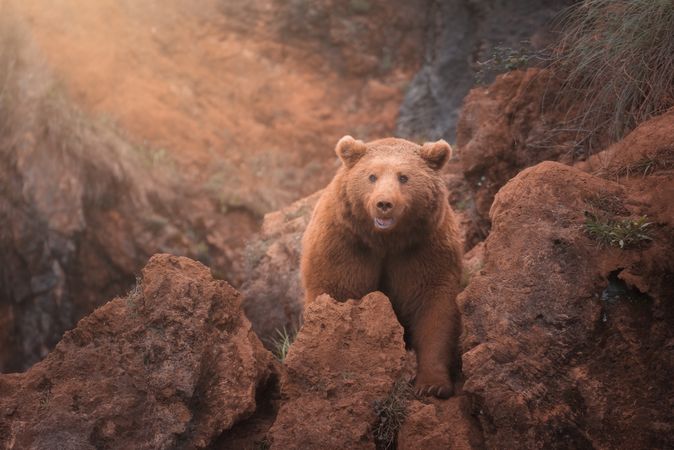 Brown bear walking in rocky terrain
