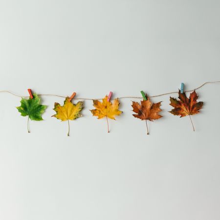 Autumn leaves from green to red on light background