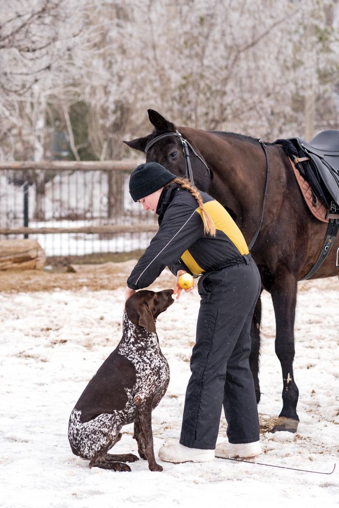 Person with dog attending to a horse in snowy weather.