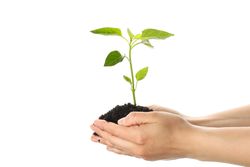 Woman hands holding seedling in soil, isolated on blank background. Environmental protection