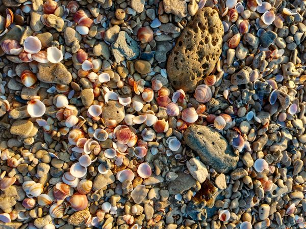 Stones and seashells on shore