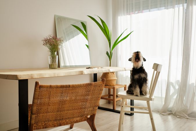 Miniature Schnauzer dog near rustic table with chairs