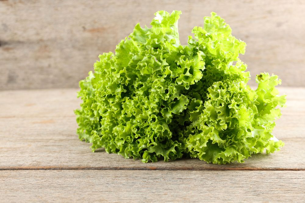 Bunch of Fresh Green Lettuce on Rustic Wooden Table Background.