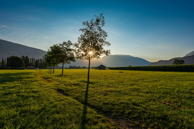 Green grass field with trees under blue sky