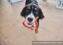Bernese dog playing with ring in mouth 5RZaB5