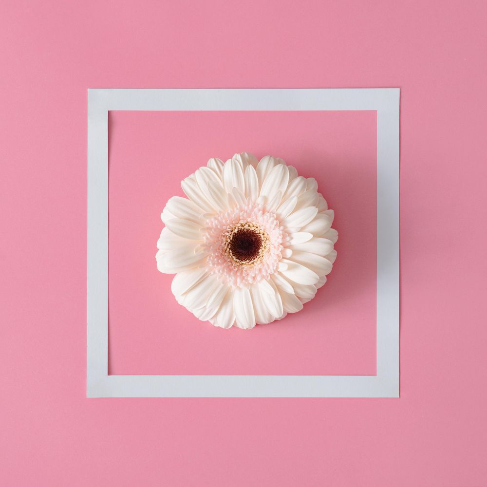 Flower with light frame on pink background