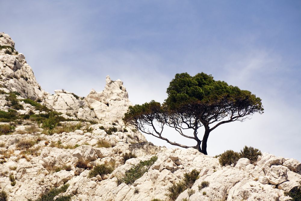 Mountain landscape with rocks and tree