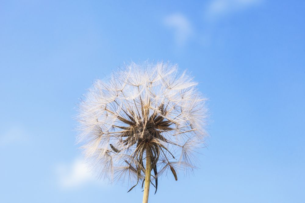 Dandelion against blue sky