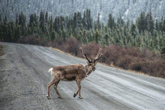 Caribou crossing the road in a forest