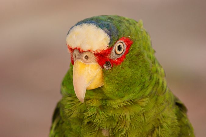 Tri-color parrot