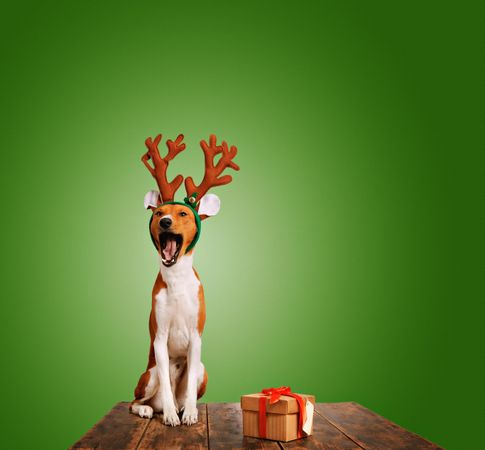 Dog wearing festive antlers on wooden table with present