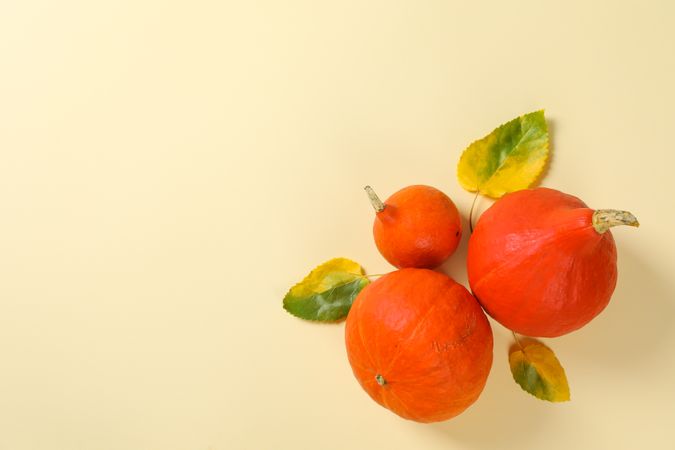 Pumpkin and leaves on color background, space for text