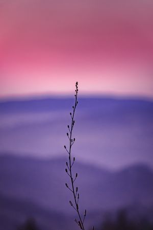 Close up of small budding plant at dusk