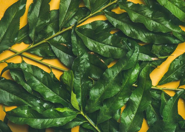 Green tree leaves on mustard yellow background