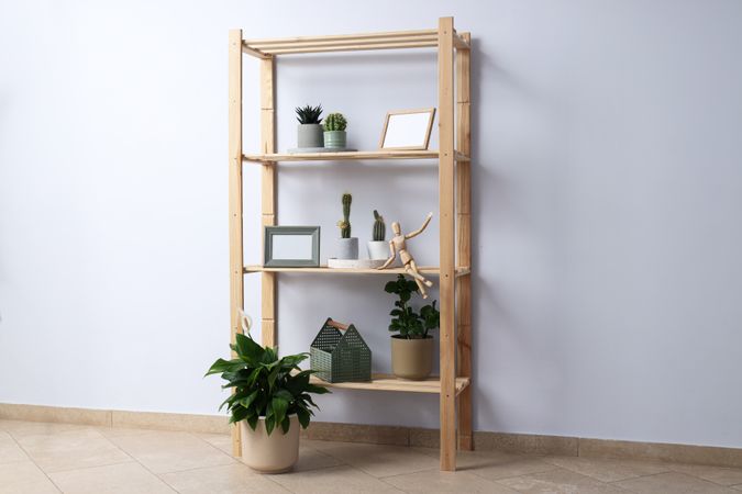 Cozy hobby - growing indoor plants at home