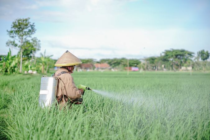 A male farmer spraying pesticide on rice green field