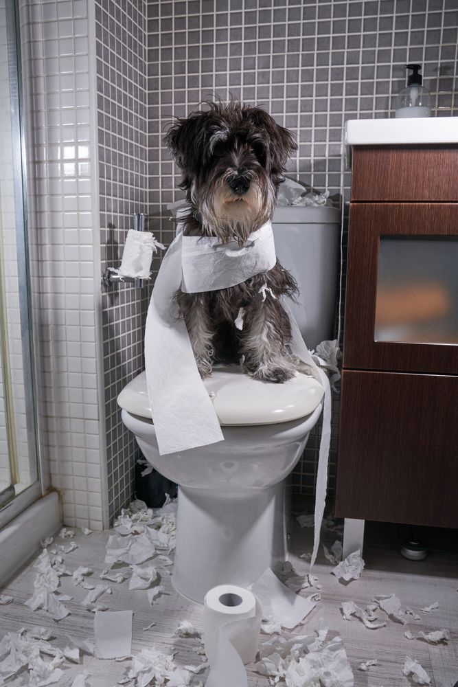 Miniature Schnauzer sitting on toilet bowl with torn paper in bathroom