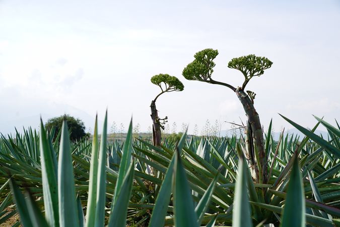 Field of blooming agave